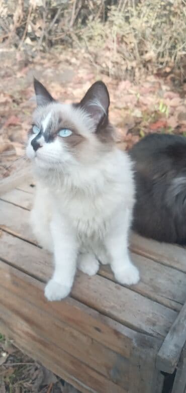 мейн кун бишкек купить: 6 месяцев, Мальчик, Метис — 8