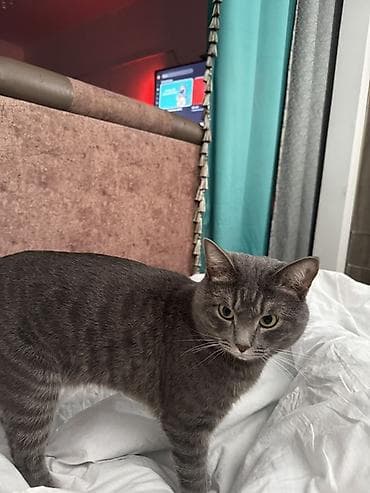 Животные: 3 года, Мальчик, Кастрирована, Приучена к лотку — 6