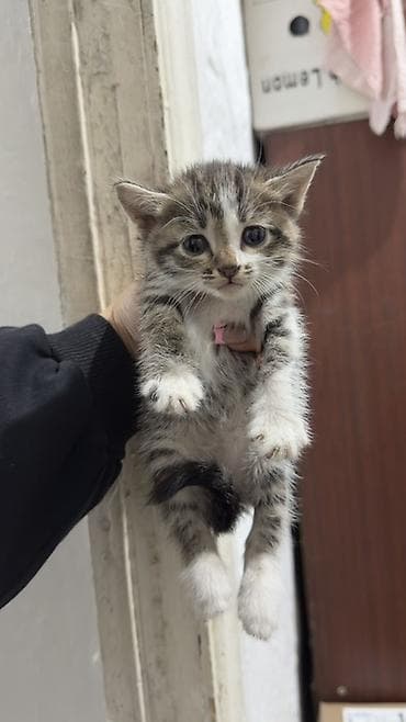 собаки и щенки в дар: Котята домашние, короткошёрстные, полосато-белой окраски (tabby с — 3