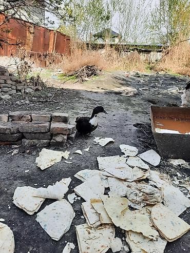 карликовые утки: Утка (чёрно-белая, домашняя порода). - Пол: не определён визуально. - — 1