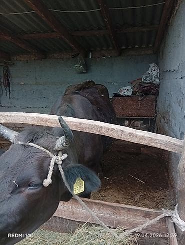 Продаю | Корова (самка) | Для разведения | Привязанные