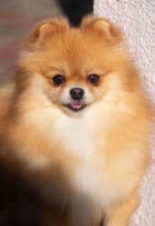 Вязка собак: Шпиц, 3 года, Самка — 16