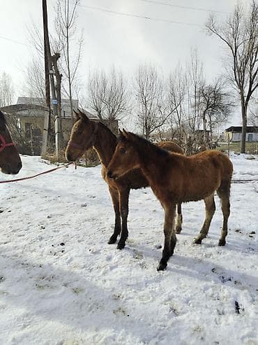 Продаю | Жеребенок | Для разведения at lalafo.kg Продаю | Жеребенок | Для разведения