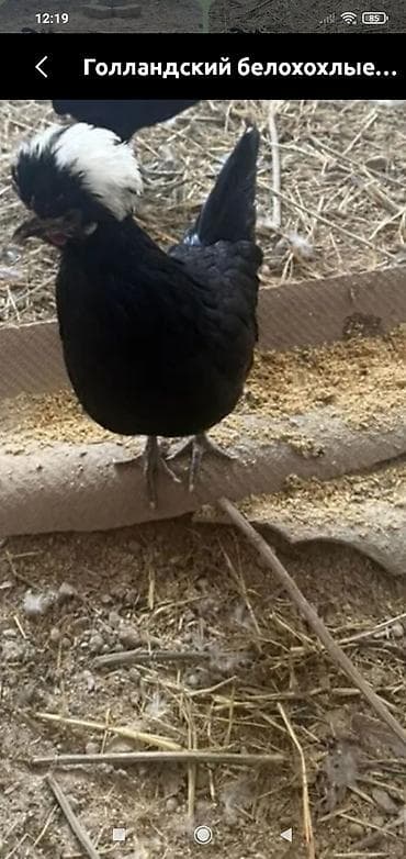 продажа голубей: Куплю голландских белохохлых курочек или поменяю на петуха — 1