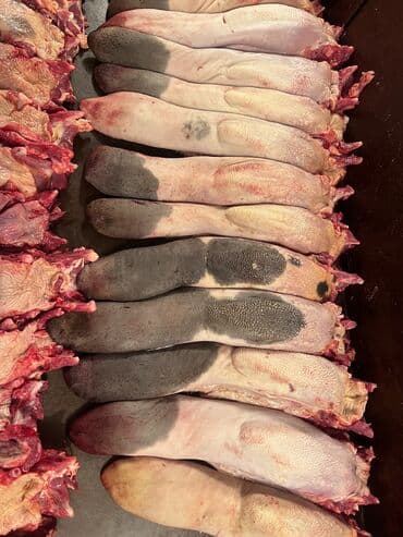 файл папка цена бишкек: Баш, Боор, Ичек- карын, 10 кг ашык, Акылуу жеткирүү — 10