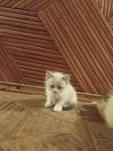 Мышыктар сатылат: Отдам красивых котят в хорошие руки — 5
