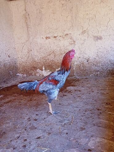 животные птицы: Продаю | Петух | Бойцовая | Для разведения — 4