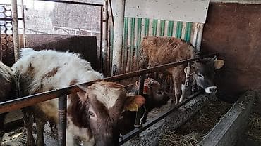 купить бычков на откорм: Продаю | Тёлка | На откорм | Привязанные — 3