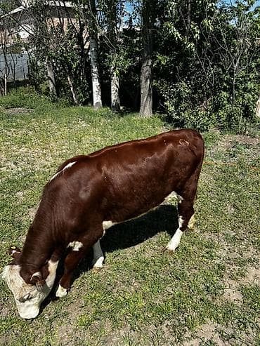 буки: Продаю | Тёлка | Герефорд | На откорм | Привязанные — 1