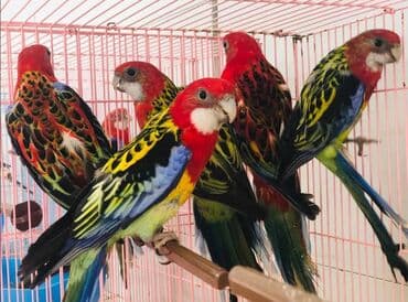 домик для волнистых попугаев: Попугаи разных видов Волнистые Каркллы Неразлучники Ожиреловые — 15