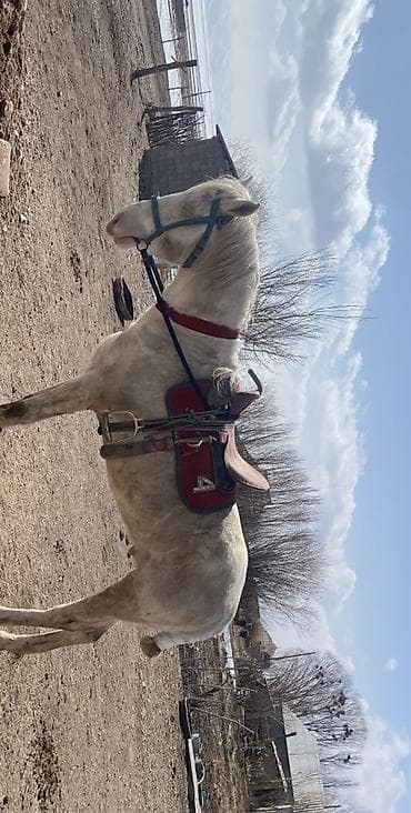 куплю собаку бишкек: Продаю | Кобыла (самка) — 2