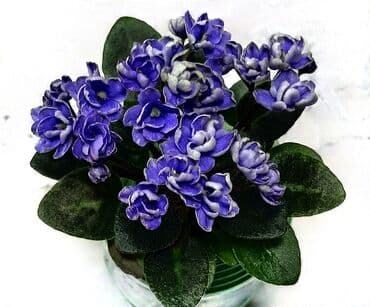 петуния цветы: В продаже детки сортовых мини и полумини фиалок 🌺🌿🌺. Есть черенки — 8