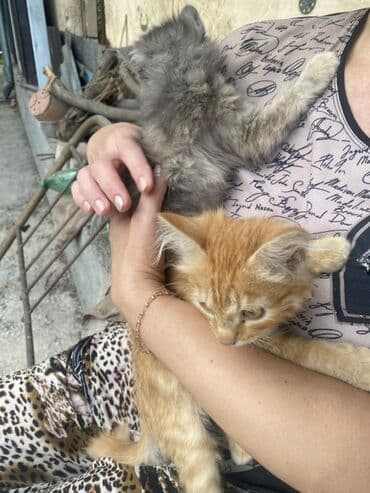в какой приют можно отдать собаку: Два маленьких котенка, один серый, другой рыжий, ищут дом. Серый — 2