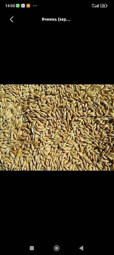 Ячмень (зерно) - Кормовое и зерновое назначение: подходит для скота и