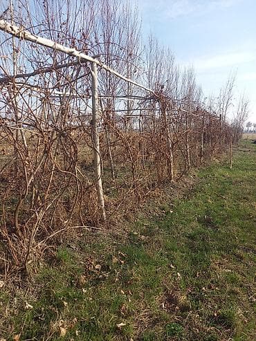 малина на кыргызском: Кочоттор сатылыт .Анар тоо тиш жузум 5 сорту бар г.Ош тел 0554239997 — 4