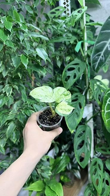 Цены от 100с
Эпипремнумы
Монстеры
Традесканция 
Хлорофитум
Алоказия