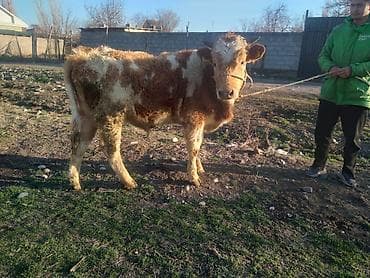 быки на племя: Продаю | Бык (самец) | Полукровка | На откорм | Привязанные — 1