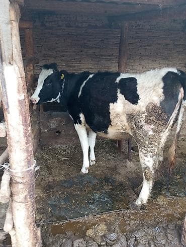 Уйлар, букалар: Сатам | Кунаажын | Голштин | Сүт алуу үчүн | Байланган — 5