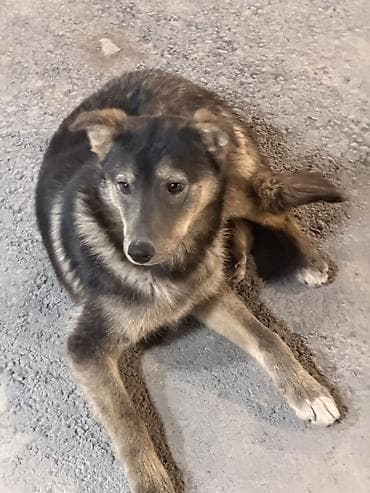 возьму собаку в хорошие руки: Очень срочно ищем семью для этого прекрасного пёсика 🙏 Он очень — 1