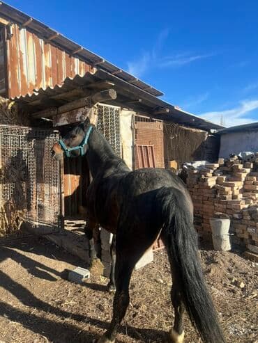 продам домик для кошки: Продаю | Кобыла (самка) | Для разведения — 3