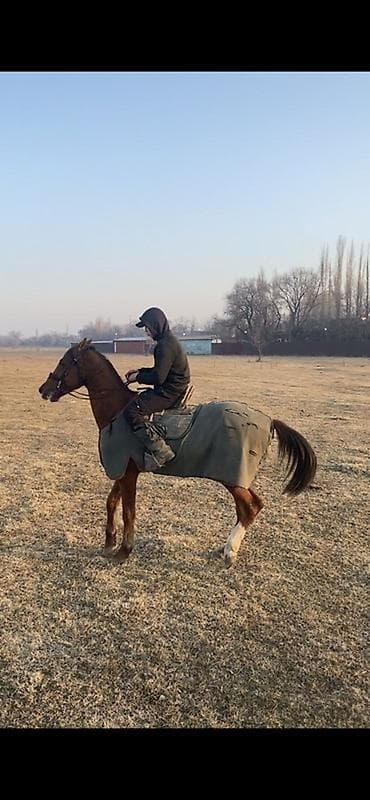 живой корм: Продаю | Конь (самец) — 2