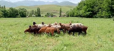 овце матки: Продаю | Овца (самка) | Для разведения | Матка — 2