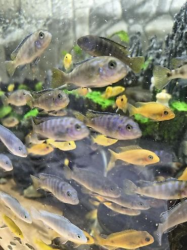 черный терьер: Беловодск !!!!! большой выбор аквариумных рыбок ! крабы креветки ( — 10