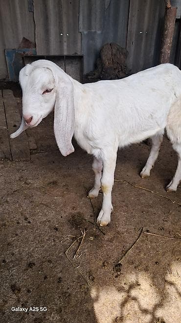 сиамские кошки котята: Продаю | Козлёнок | Нубийская | Для разведения — 2