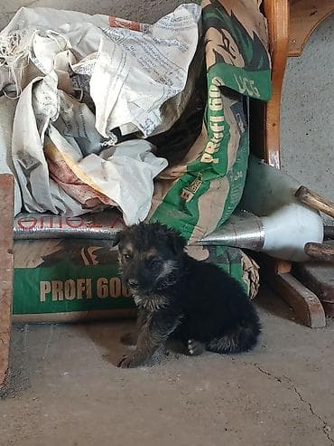 рысь кошка: Продаю Щенков — 2