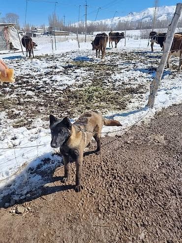 Ит бекер берем: Бельгия овчаркасы, 5 айлык, Ургаачы, Эмделген — 3