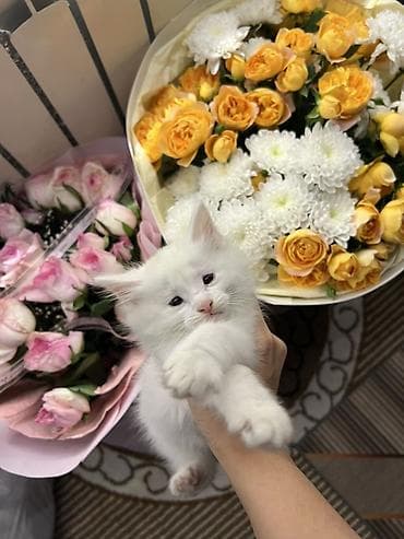 бархатные котята: Белоснежный котёнок с пушистой шерстью и розовым носиком. Компактный — 1