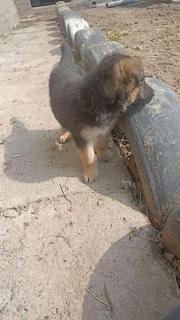 Отдам даром собаку: Немецкая овчарка, 2 месяца, Самка, С родословной — 5