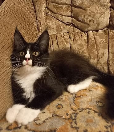 белый кошка: 🐾🐈Очеровательные котята мейн-кун готовы к переезду! Родились — 8