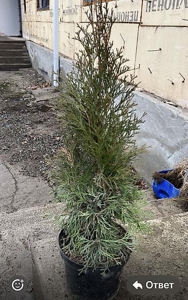 искусственная лиана: Польшадан келген Туя 
1000 сом 1 шт
60 см ден — 2