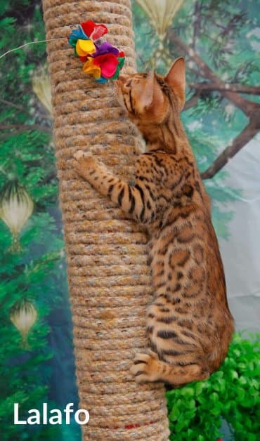 новорожденные котята: Бенгальская, 2 месяца, Девочка, Шоколадный — 4