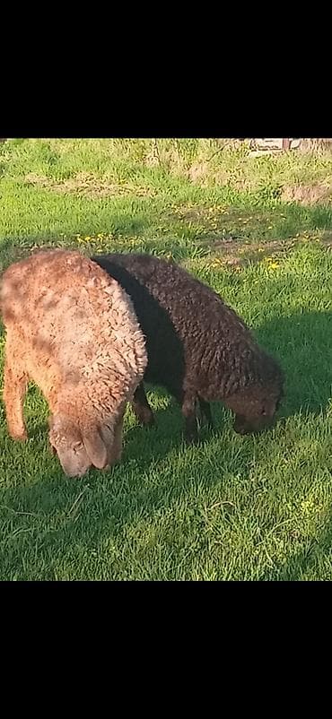 Продаю | Ягненок, Баран (самец) | Для разведения