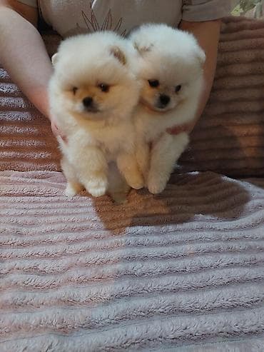 мопс бишкек: Шпиц, 1 айлык, Эркек, Эмделген — 4