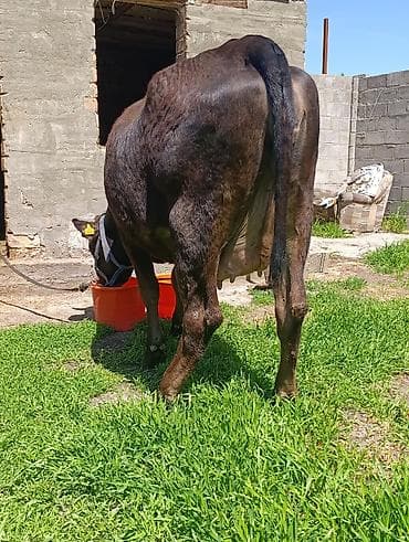 швицкая карова: Продаю | Корова (самка) | Для разведения, Для молока — 4