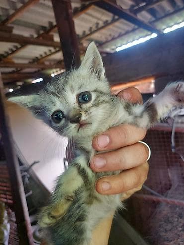 үй жаныбарлар: Котята отдаю в добрые руки 5 очеровательных котят кушаю пьют сами — 5