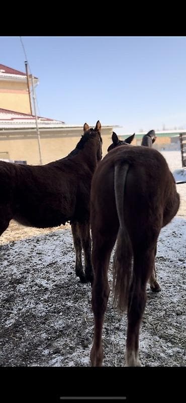 4 5мм: Сатам | Тай | Ат спорту — 4