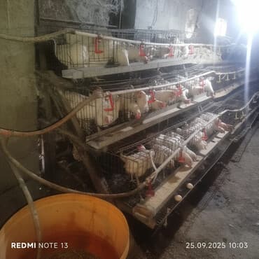 срочно продаю в связи с переездом: Многоярусные клеточные батареи для содержания кур-несушек - — 1