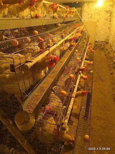 Үй жаныбарлары: Даяр сетка сатылат 2 комплект(тоок батат)от и до даяр бир сезон — 2