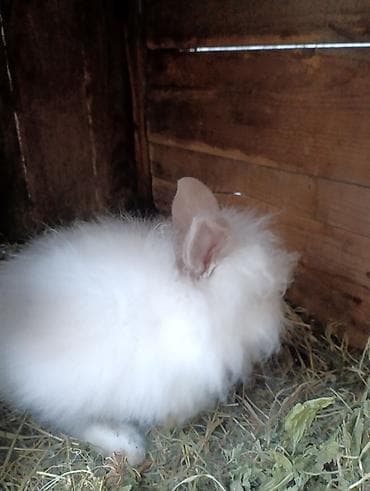 Продаю | Крольчиха (самка), Кролик самец | Декоративная, Карликовая | На забой, Для разведения