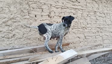 купить щенка немецкой овчарки из питомника: Охотничий собака — 1