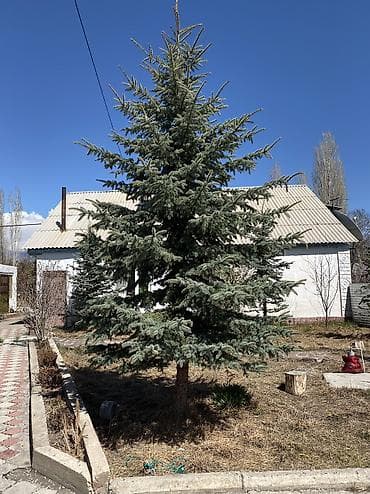 мешки продаю: Продаю елки,сосны — 2