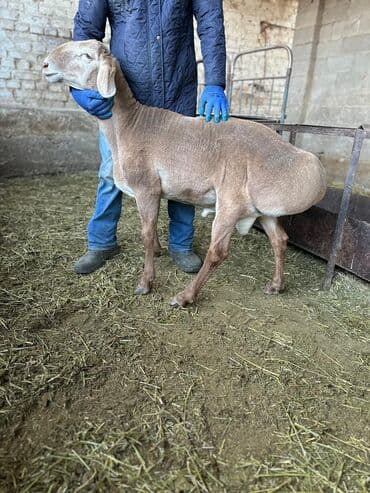 продаю в связи с переездом: Продаю | Баран (самец) | Арашан | Для разведения | Осеменитель — 2