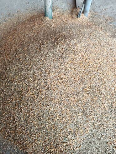 белый мёд: Отруби 22сом 3в1жем 26сом ячмень кукуруза пшеница 2в1 кукуруза — 4