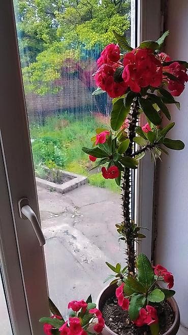 Комнатные растения: Молочай Миля (Euphorbia milii), крупный комнатный куст в горшке. - — 1