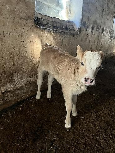 купить козу: Продаю | Музоо, торпок | Полукровка | На откорм — 3