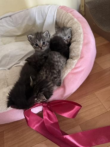 коша: Котята домашние, пушистые комочки радости. На фото помёт из нескольких — 2